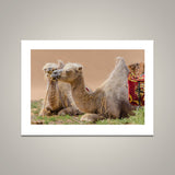 Gobi Camels