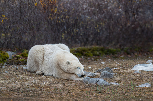 Afternoon Nap
