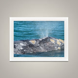 Barnacles