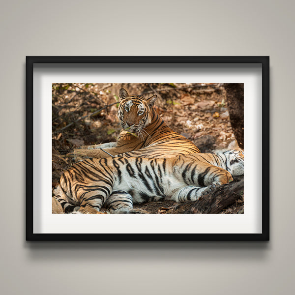 Bengal Tigers at Rest