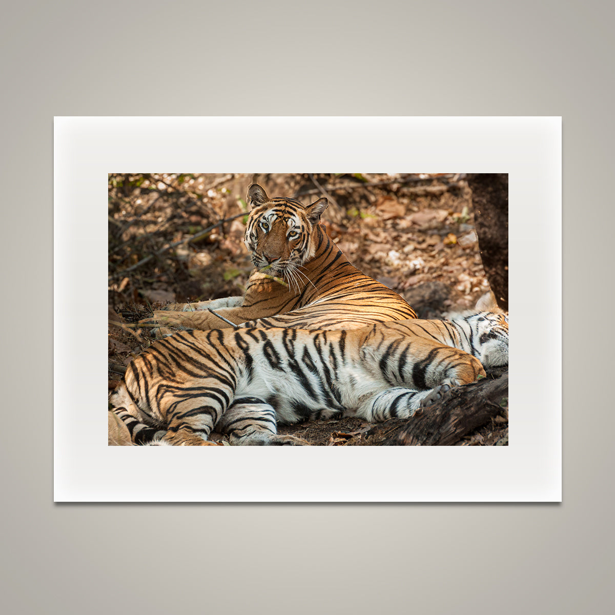 Bengal Tigers at Rest