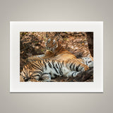 Bengal Tigers at Rest