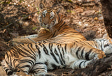 Bengal Tigers at Rest