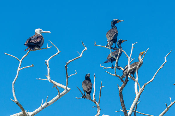 Birds of a Feather