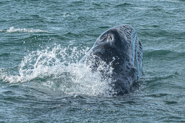 Blow Hole