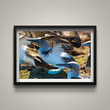 Blue Footed Boobies