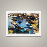 Blue Footed Boobies