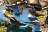 Blue Footed Boobies