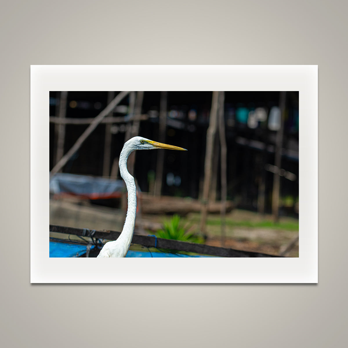 Beautify Egret