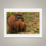 Male Orangutan