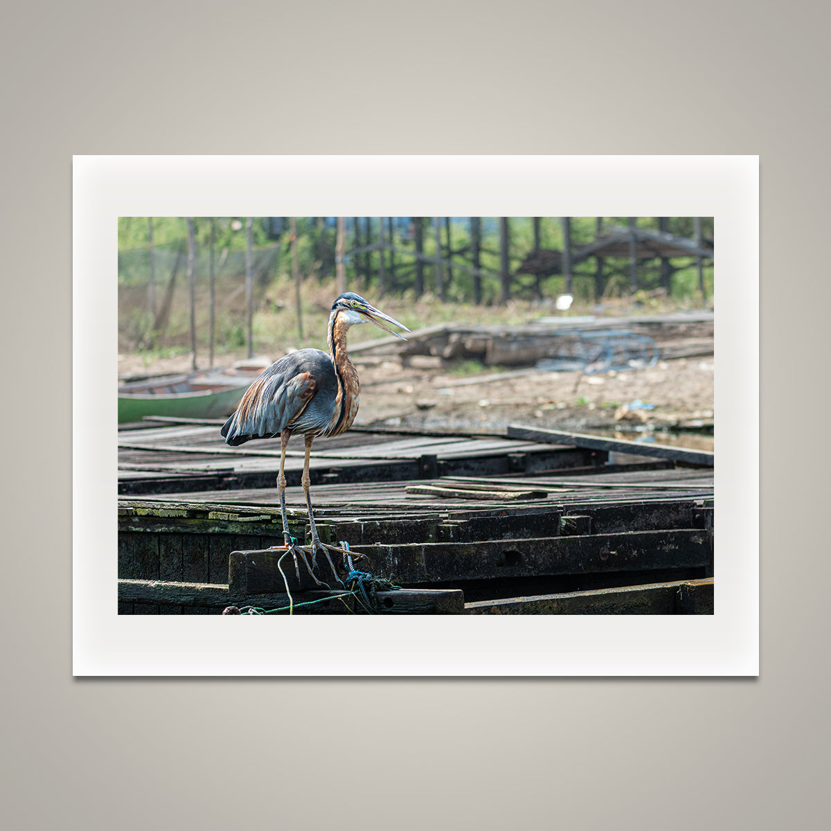 Purple Heron