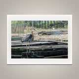 Purple Heron