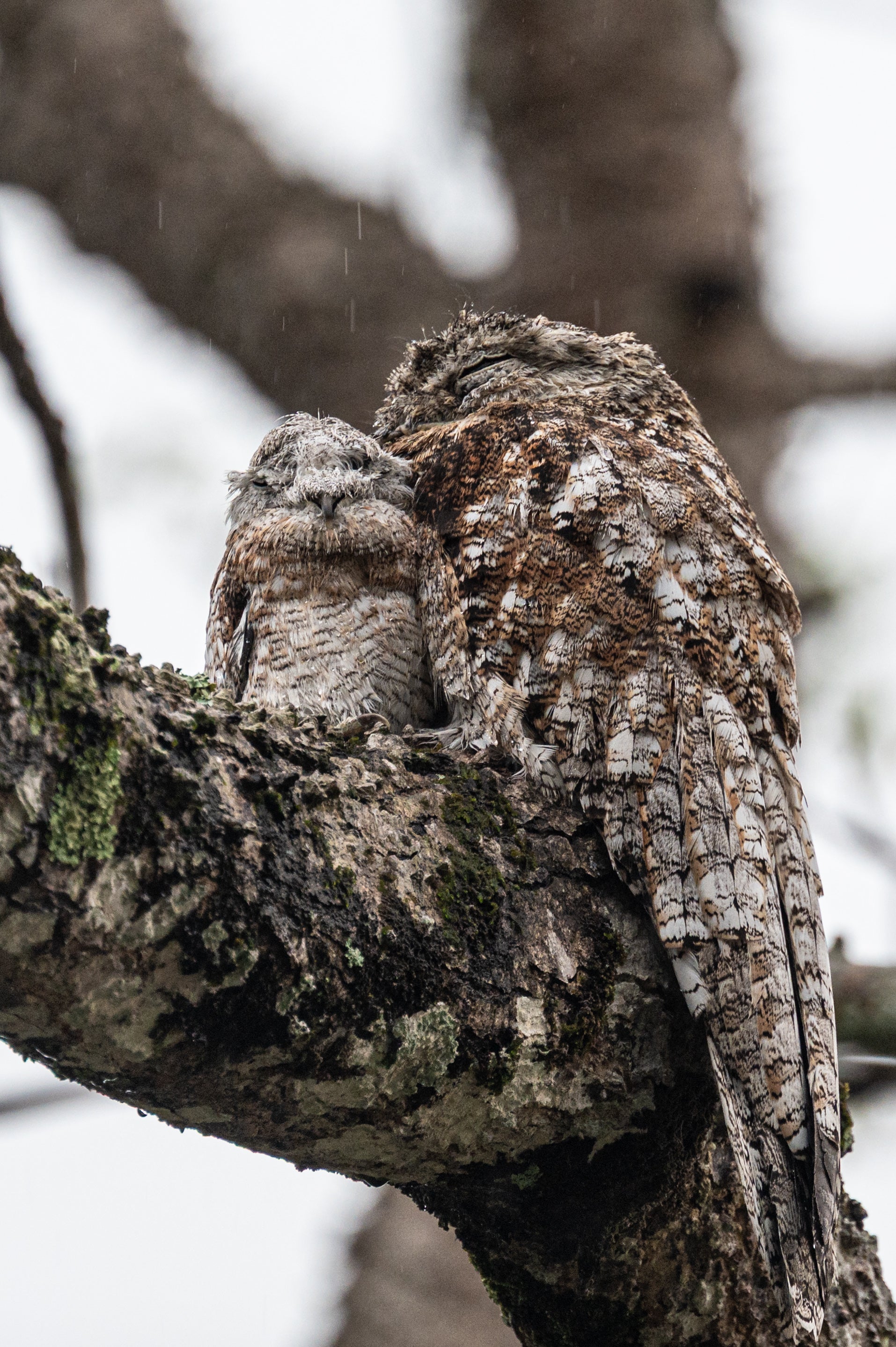 Mom and Baby