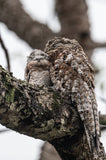 Mom and Baby