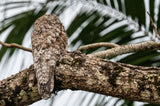Bark Bird