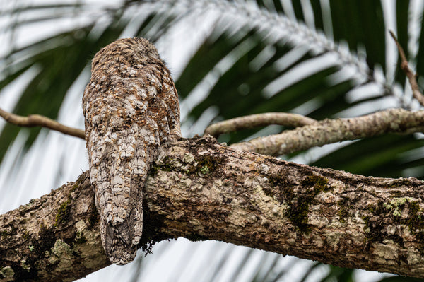 Bark Bird