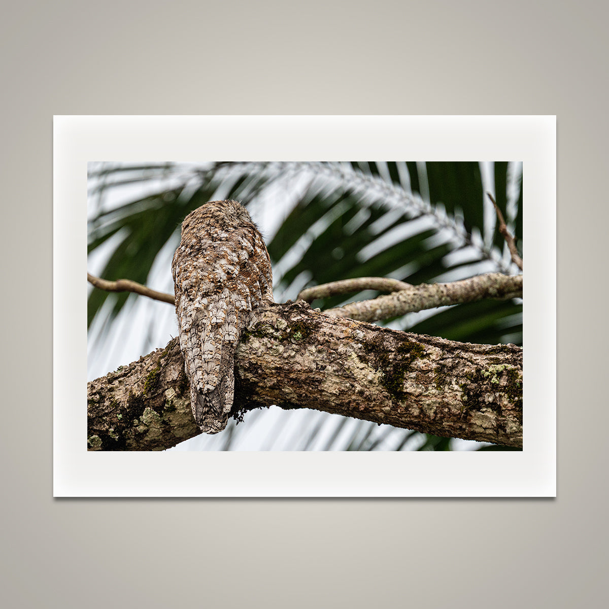 Bark Bird