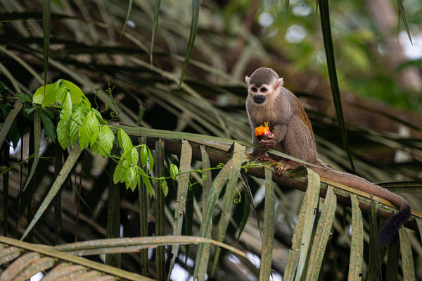 Tasty Snack