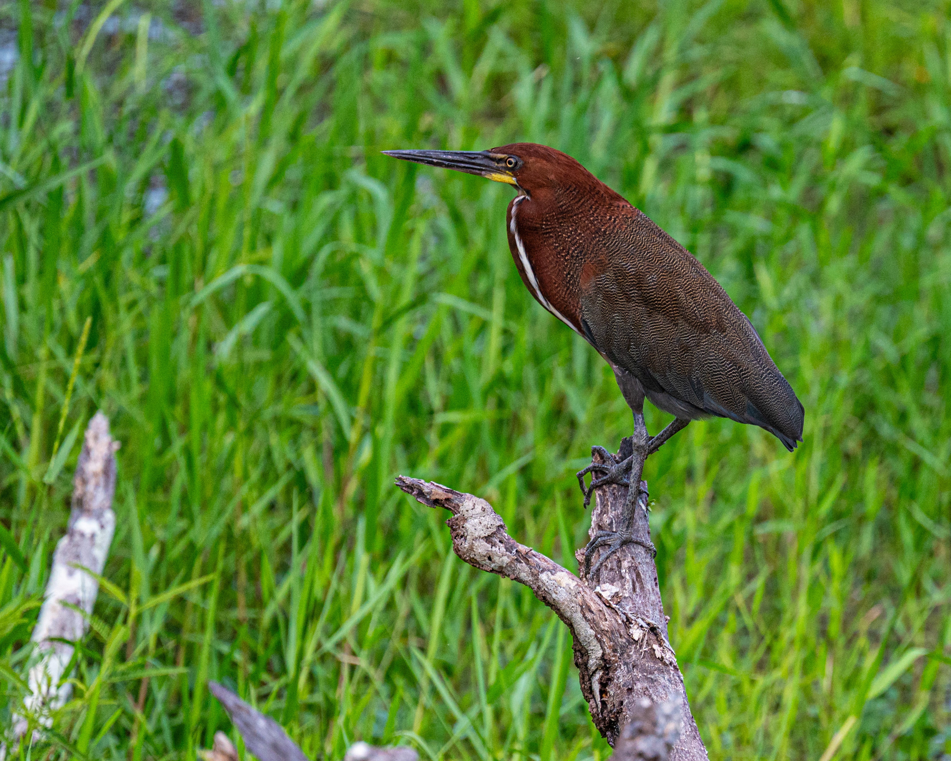 Tiger Heron