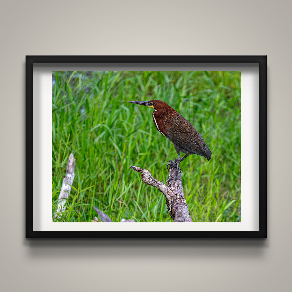 Tiger Heron