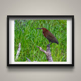 Tiger Heron