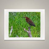 Tiger Heron