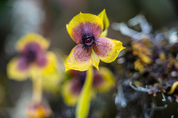 Orchid with Bug?