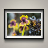 Orchid with Bug?
