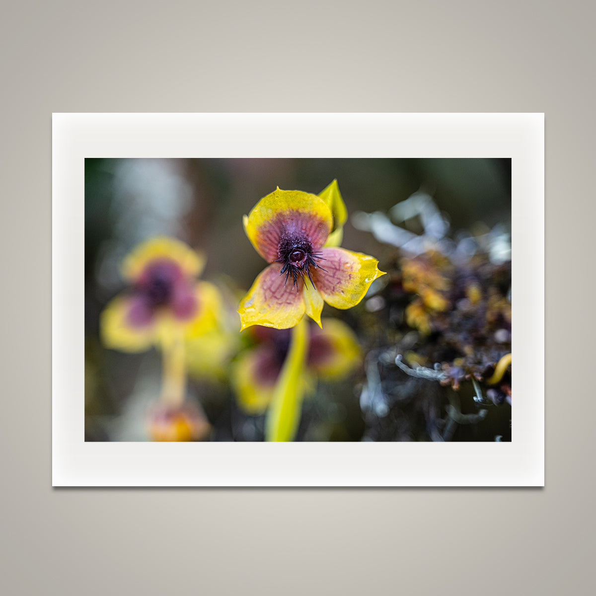 Orchid with Bug?