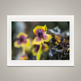 Orchid with Bug?