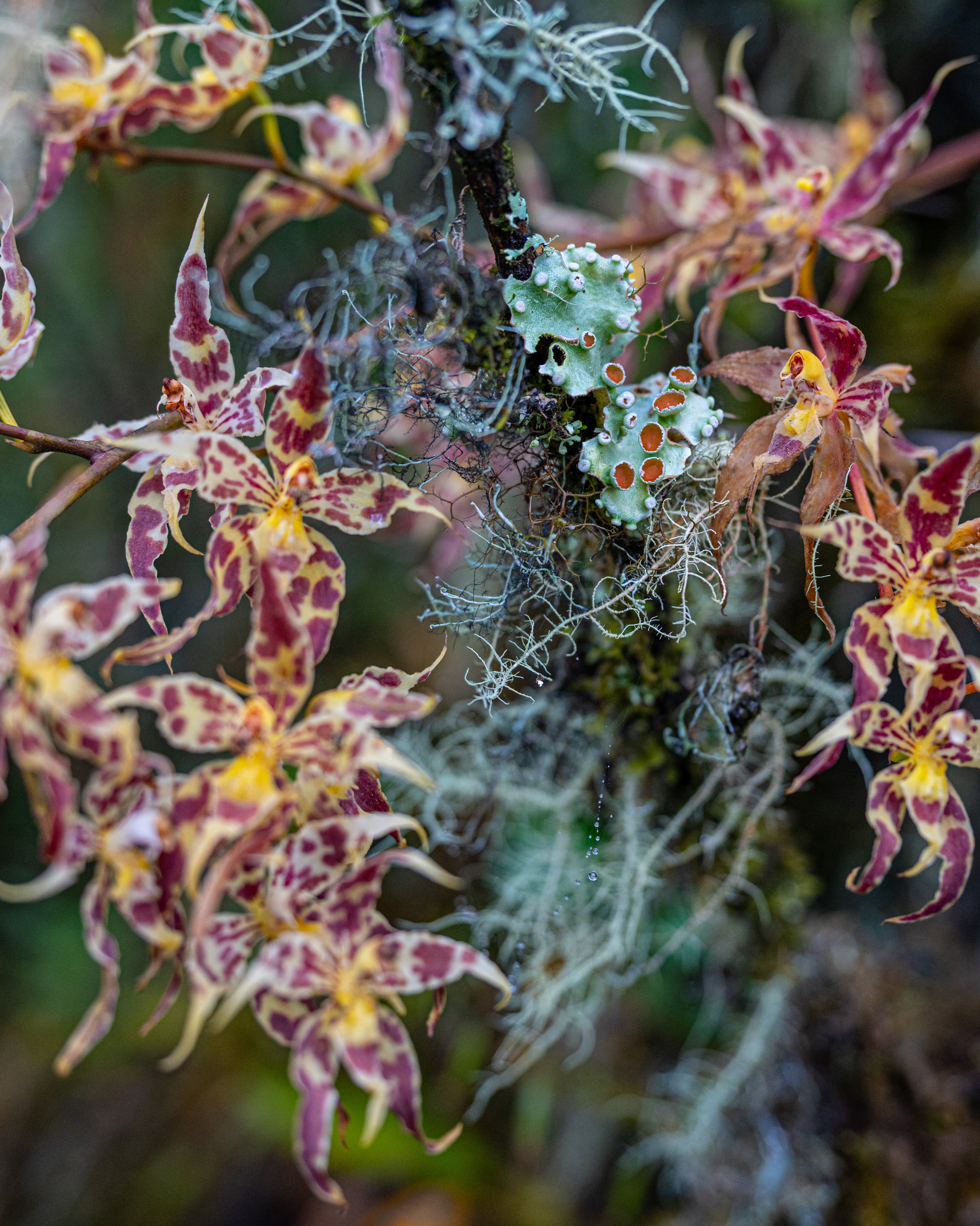 Forest Vegetation