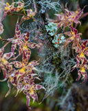 Forest Vegetation