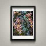 Forest Vegetation