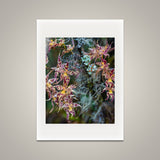 Forest Vegetation