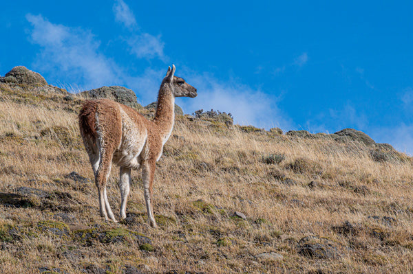 Guanaco on the Hillside