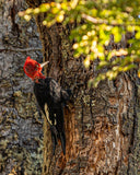 Magellanic Woodpecker