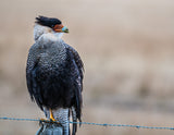 Caracara