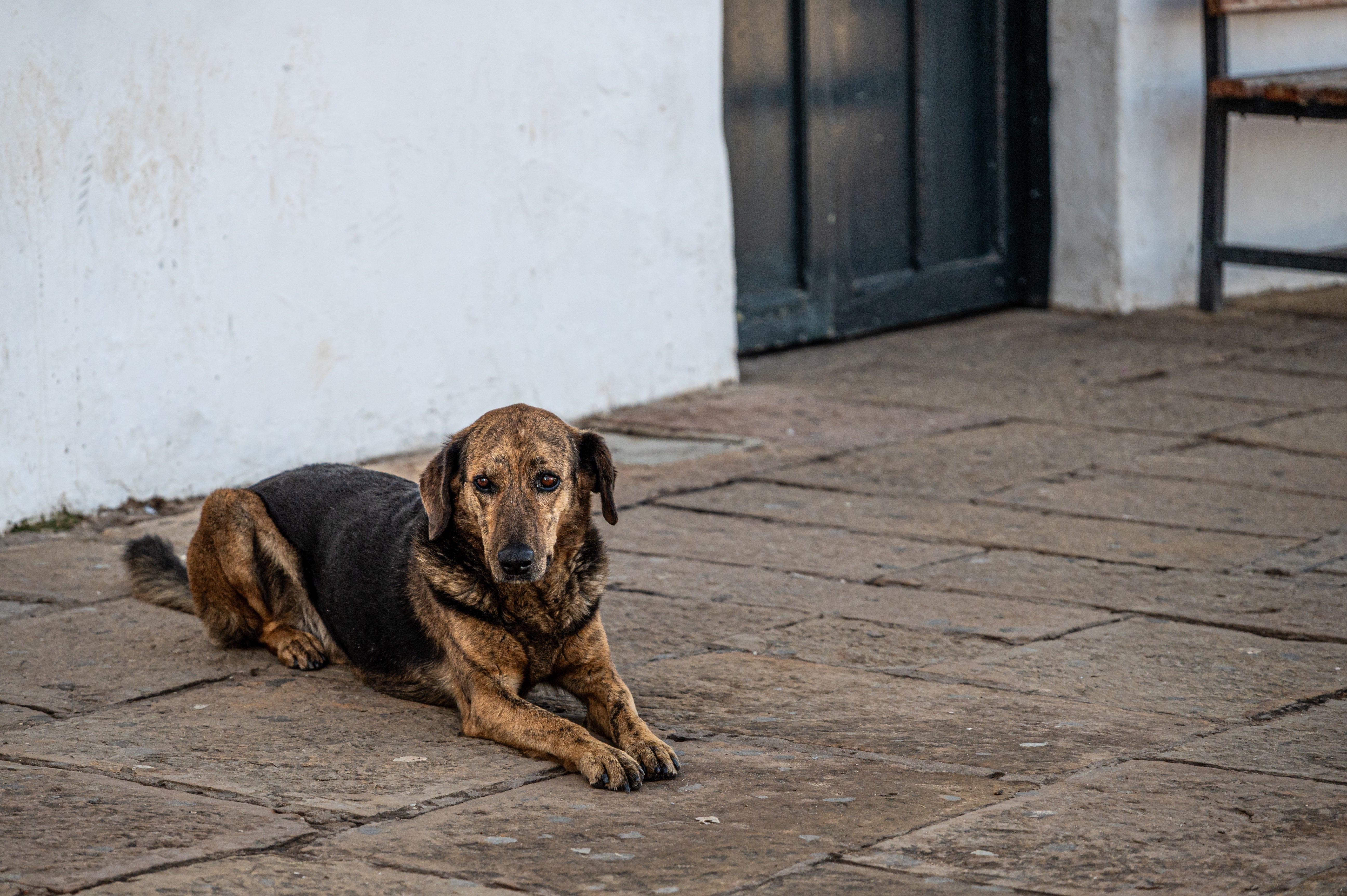 Street Dog