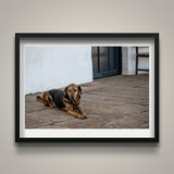 Street Dog