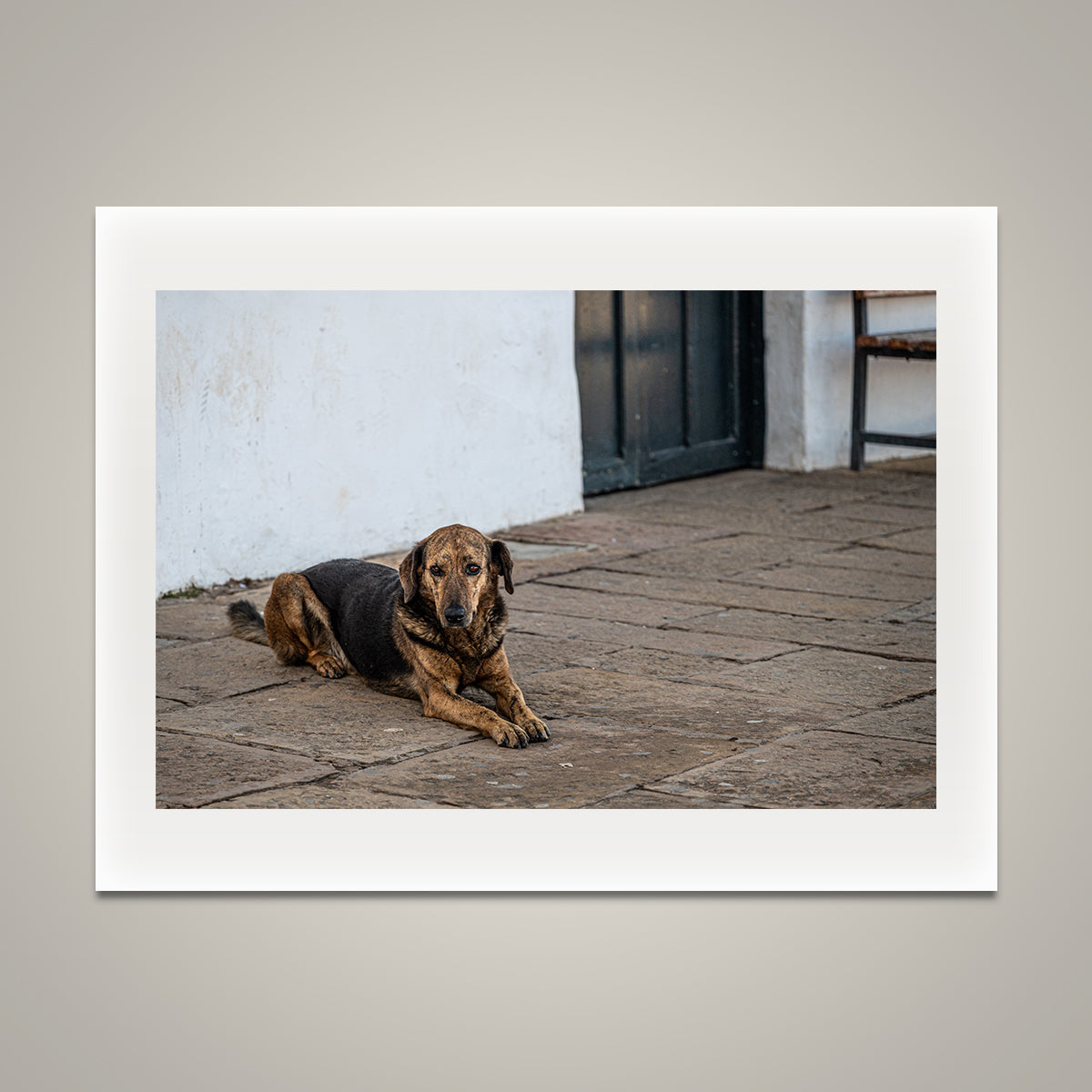 Street Dog