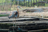 Purple Heron