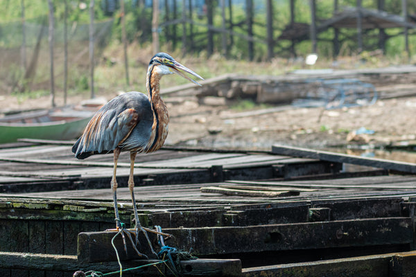 Purple Heron