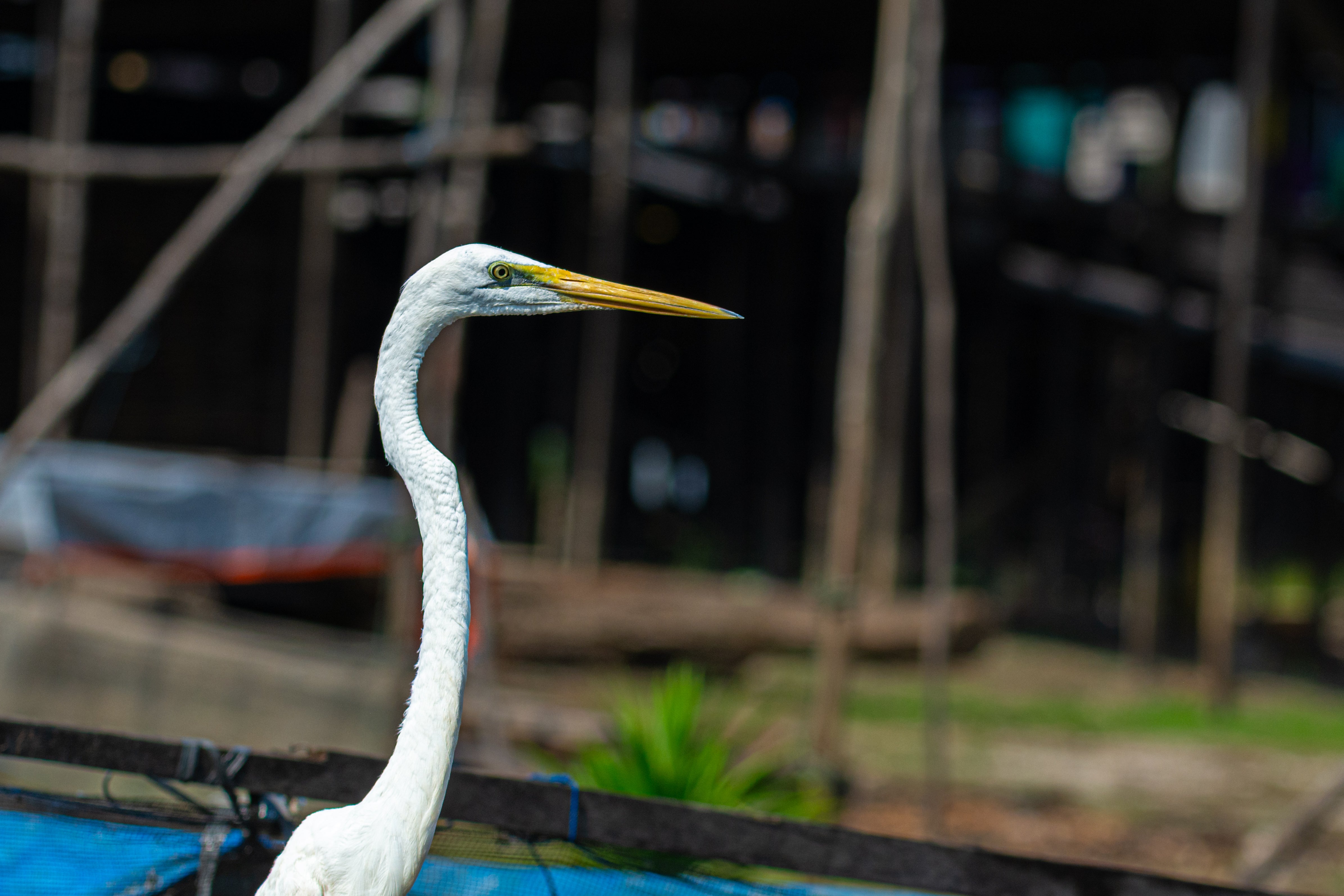Beautify Egret