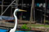 Beautify Egret