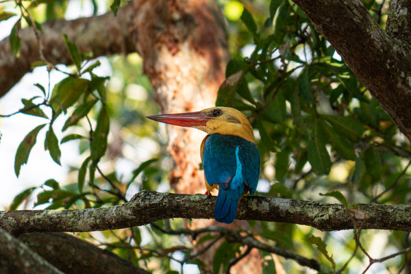 Stork Billed Kingfisher