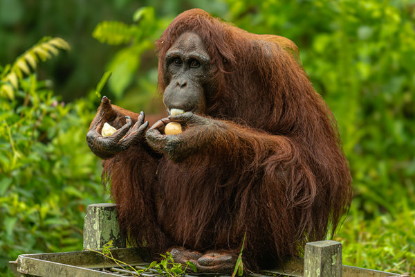 Morning Breakfast