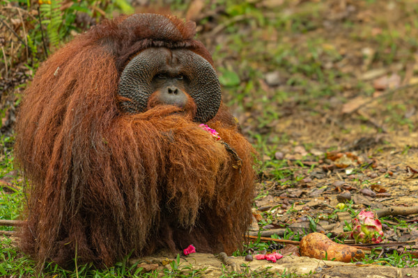 Male Orangutan
