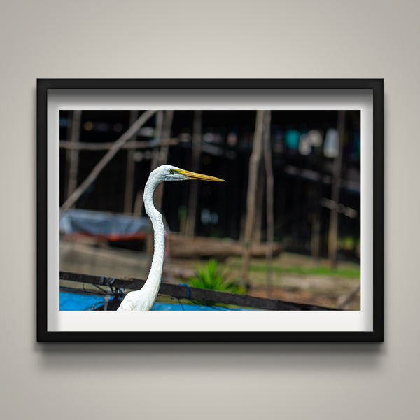 Beautify Egret
