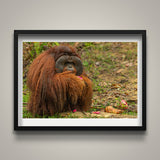 Male Orangutan