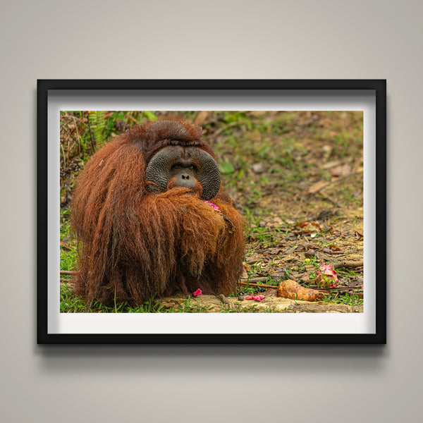 Male Orangutan
